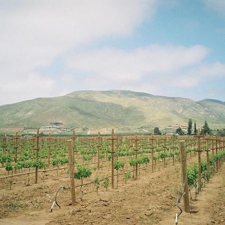 Alma Liebre Vinedos Del Valle Valle de Guadalupe Exterior photo