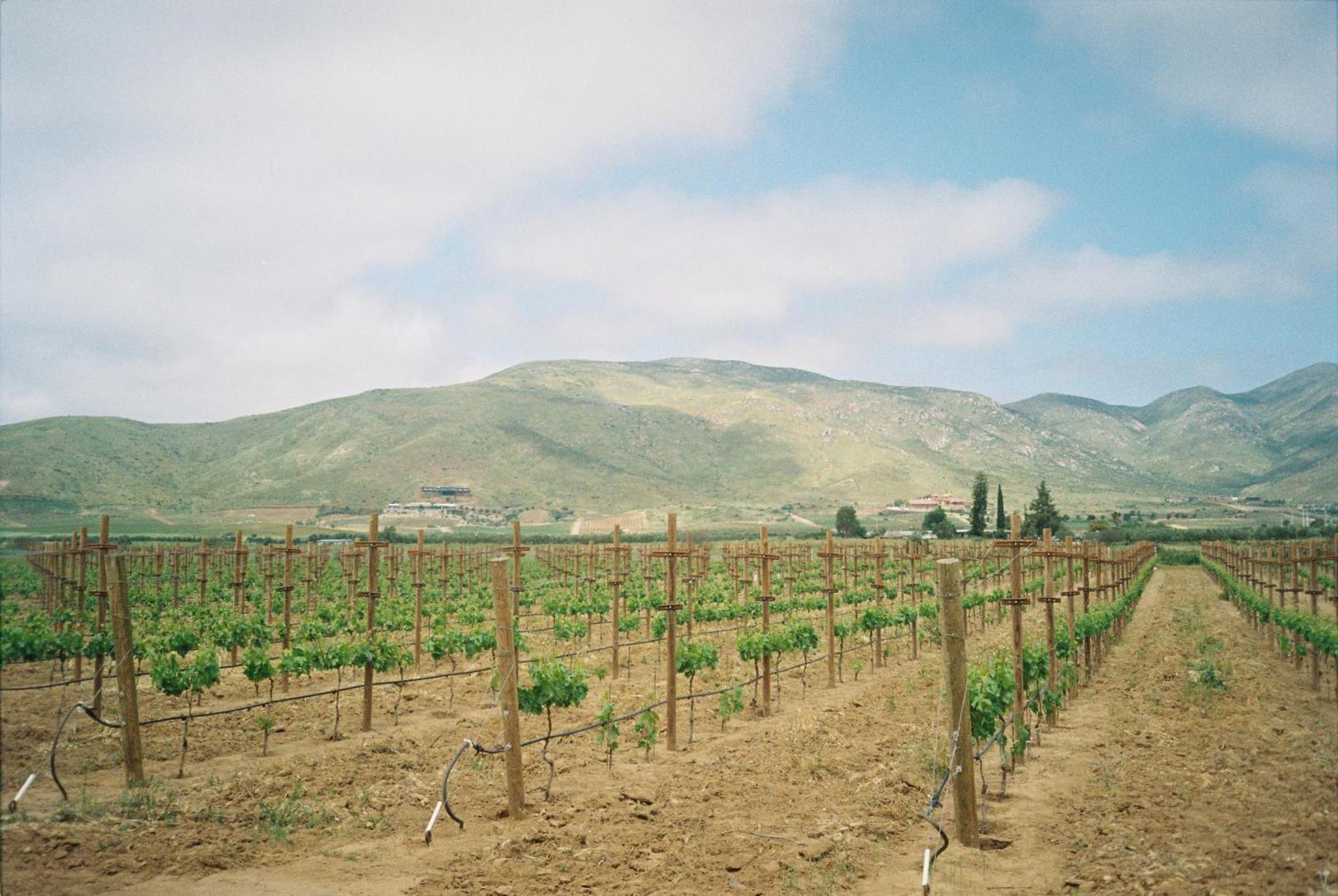 Alma Liebre Vinedos Del Valle Valle de Guadalupe Exterior photo
