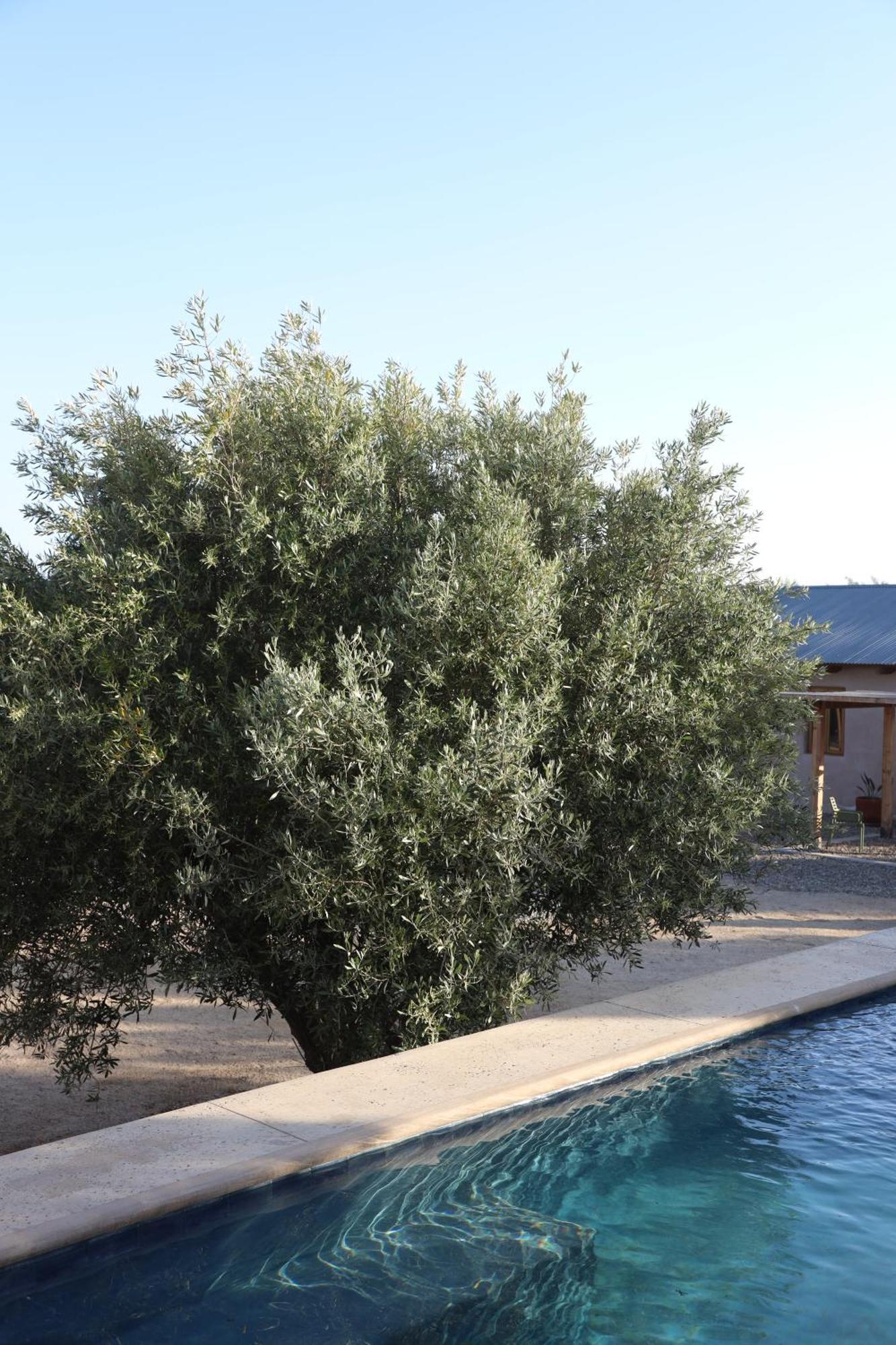 Alma Liebre Vinedos Del Valle Valle de Guadalupe Exterior photo